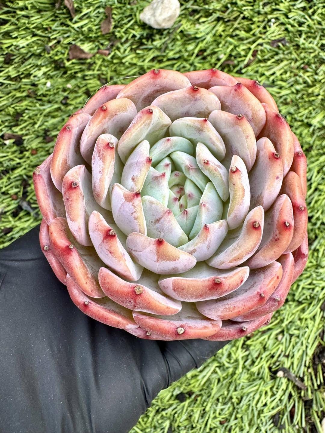 Echeveria Hepburn | Live Succulent Plant | Korean Succulent | Rare Imported Echeveria | Imported Plants