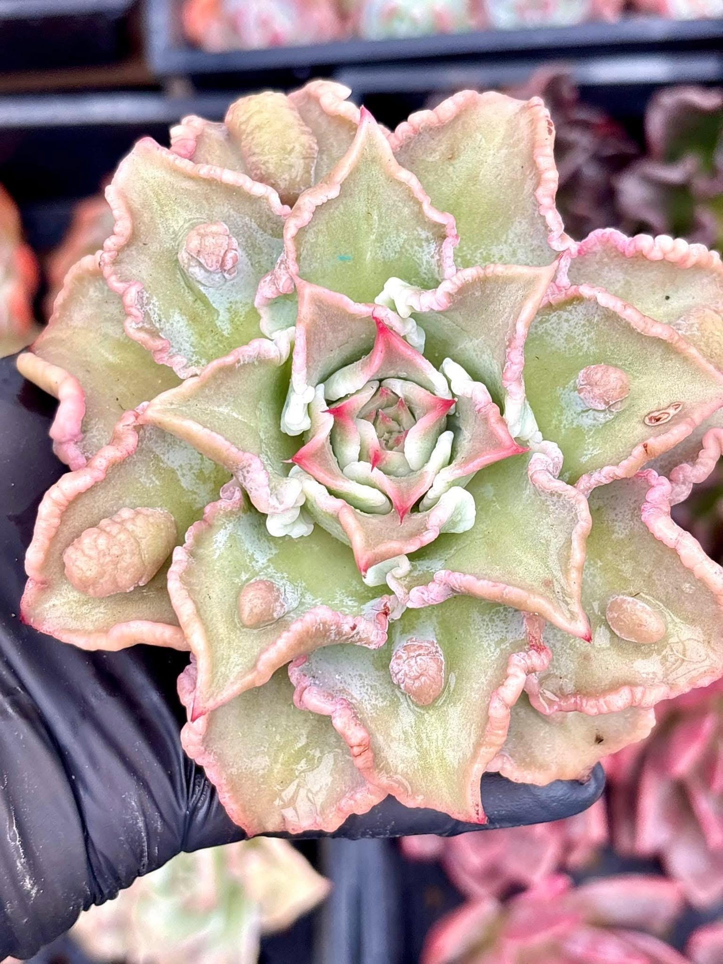 Echeveria Madiba Wart | Live Succulent Plant | Korean Succulent | Rare Imported Echeveria | Imported Plants