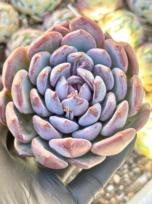 Echeveria Misty Garden | Live Succulent Plant | Imported Plants | Imported Echeveria