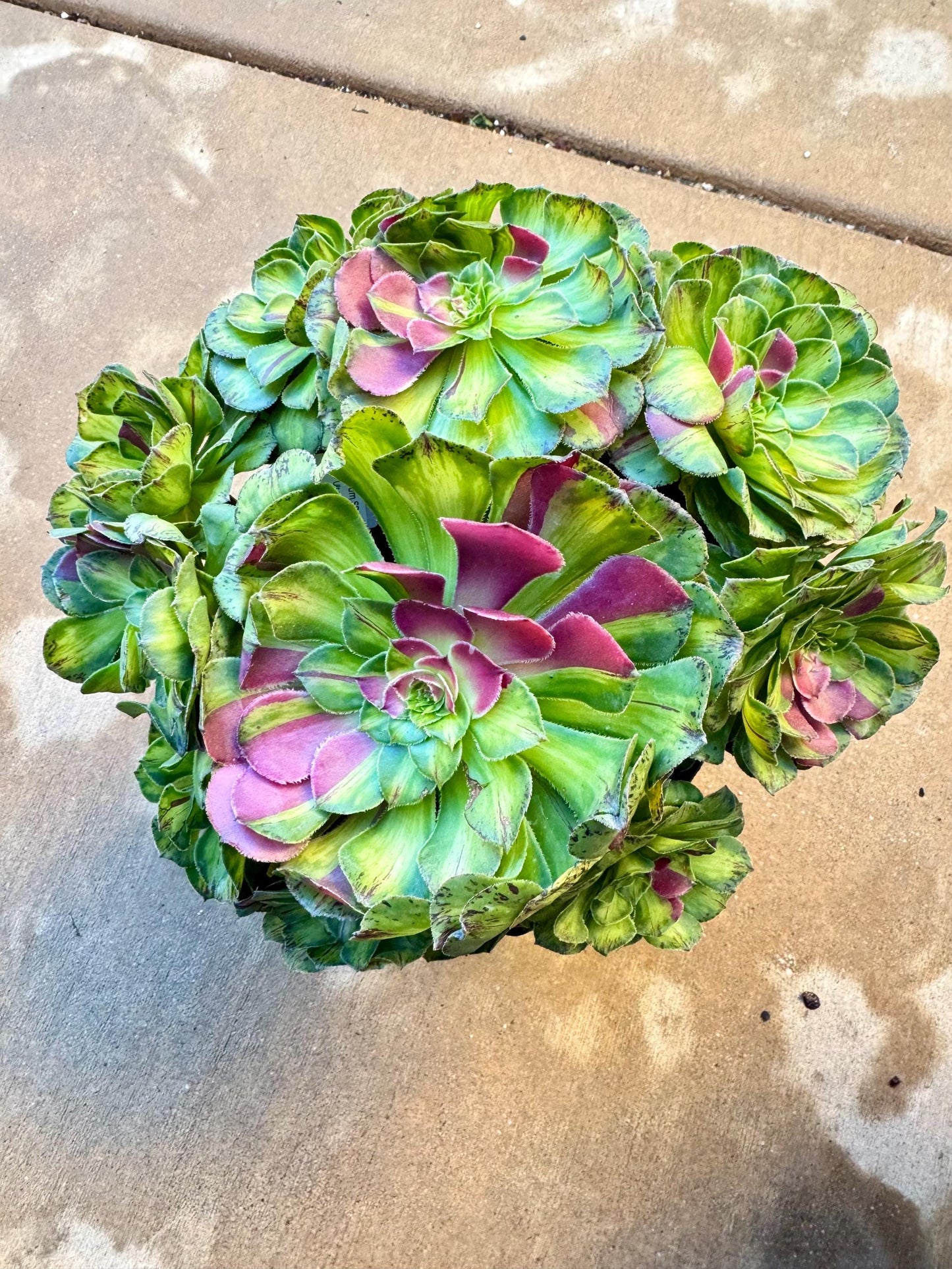 Aeonium Ultra Variegated | Live Succulent Plant | Korean Succulent | Rare Imported Aeonium | Imported Plants