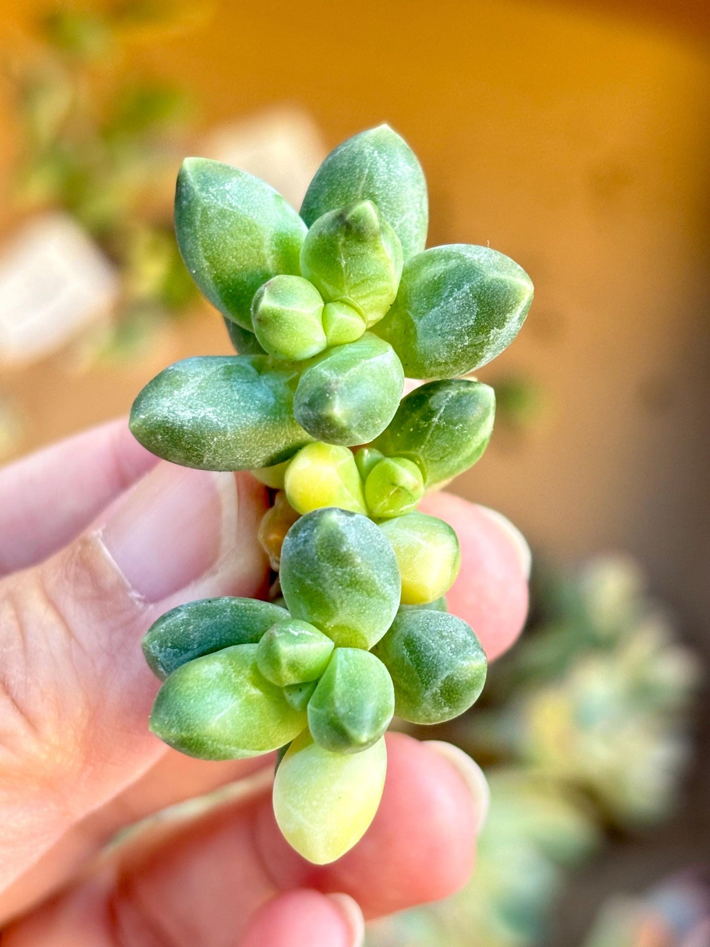 Pachyphytum compactum variegated | Live Succulent Plant | Echeveria Cluster | Rare Imported Echeveria | Imported Plants