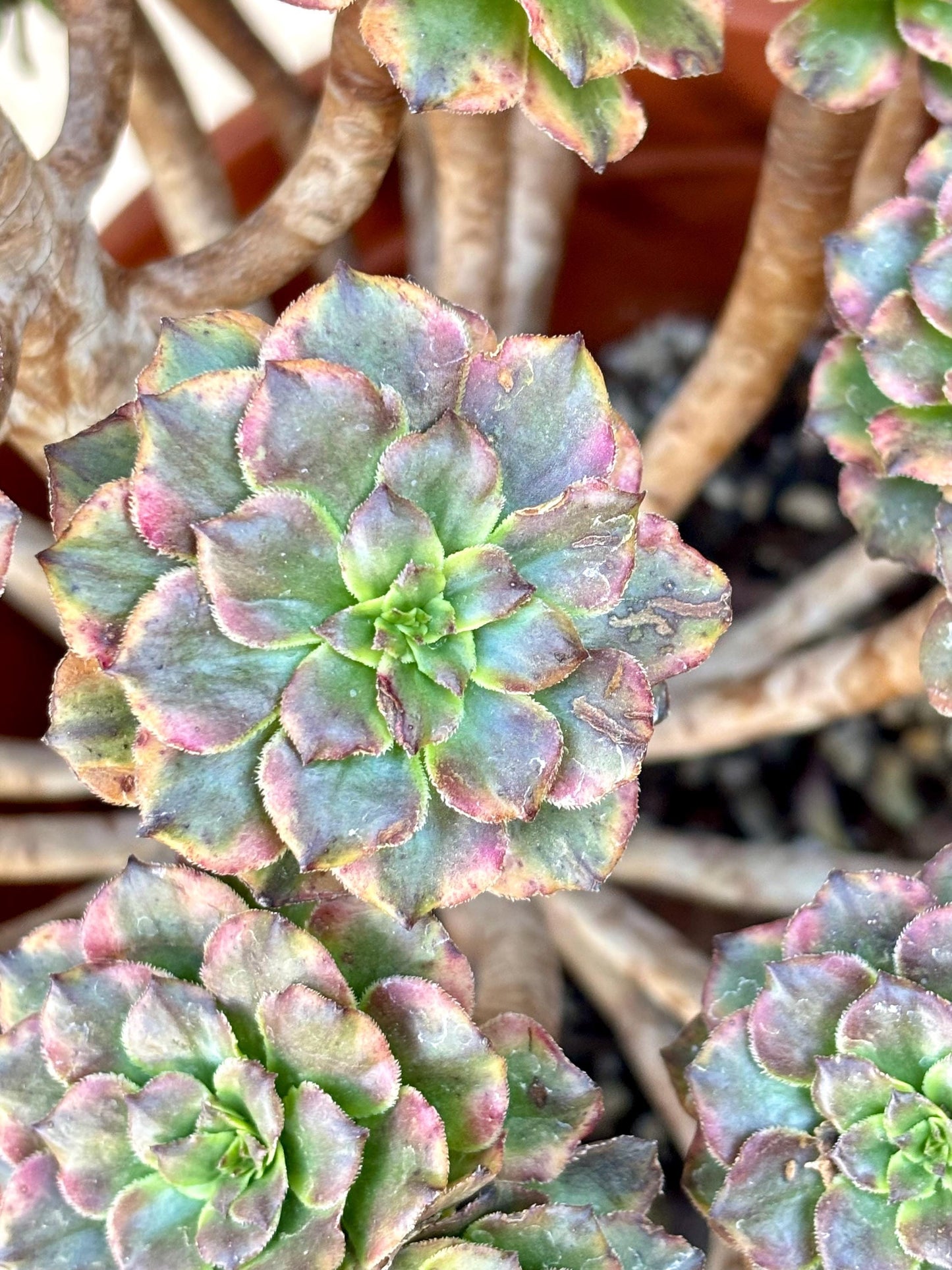 Aeonium Pearl Blossom Variegated | Live Succulent Plant | Rare Imported Aeonium | Imported Plants