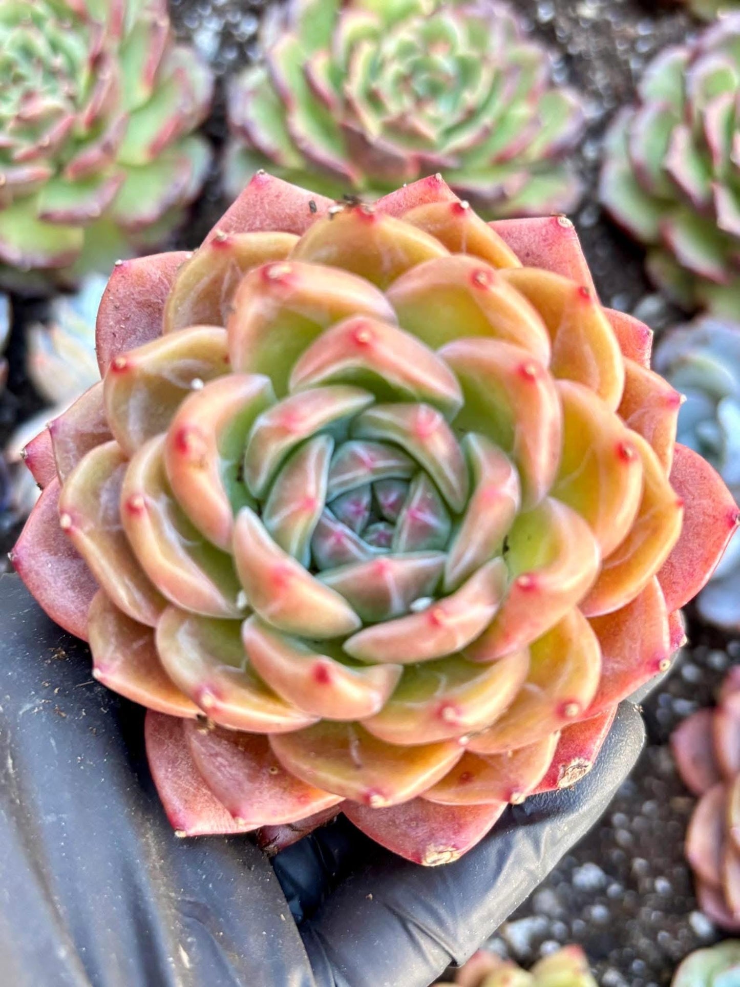Echeveria Cleopatra | Live Succulent Plant | Korean Succulent | Rare Imported Echeveria | Imported Plants