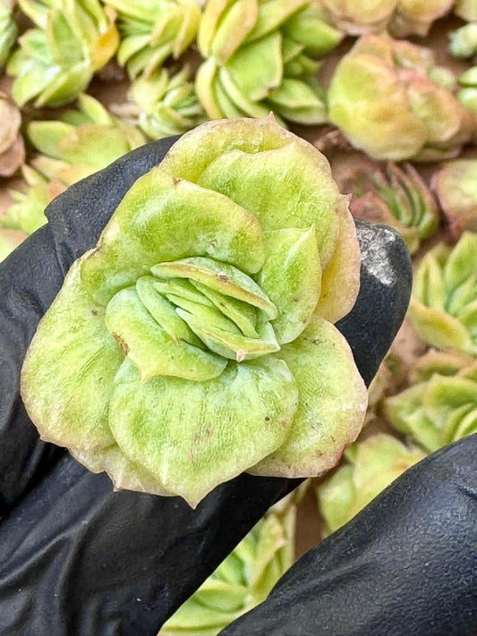 Echeveria Ice Rose Variegated (5pcs) | Live Succulent Plant | Korean Succulent | Rare Imported Echeveria | Imported Plants