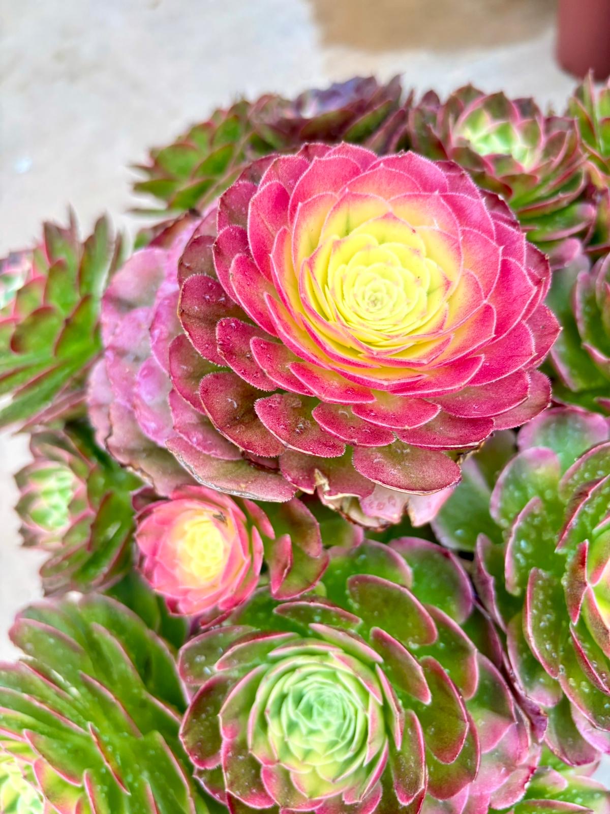 Aeonium Green Medusa Variegated | Live Succulent Plant | Rare Imported Aeonium | Imported Plants