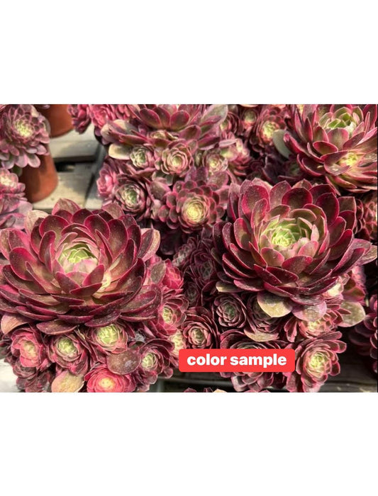 Aeonium Jade Variegated | Live Succulent Plant | Rare Imported Aeonium | Imported Plants