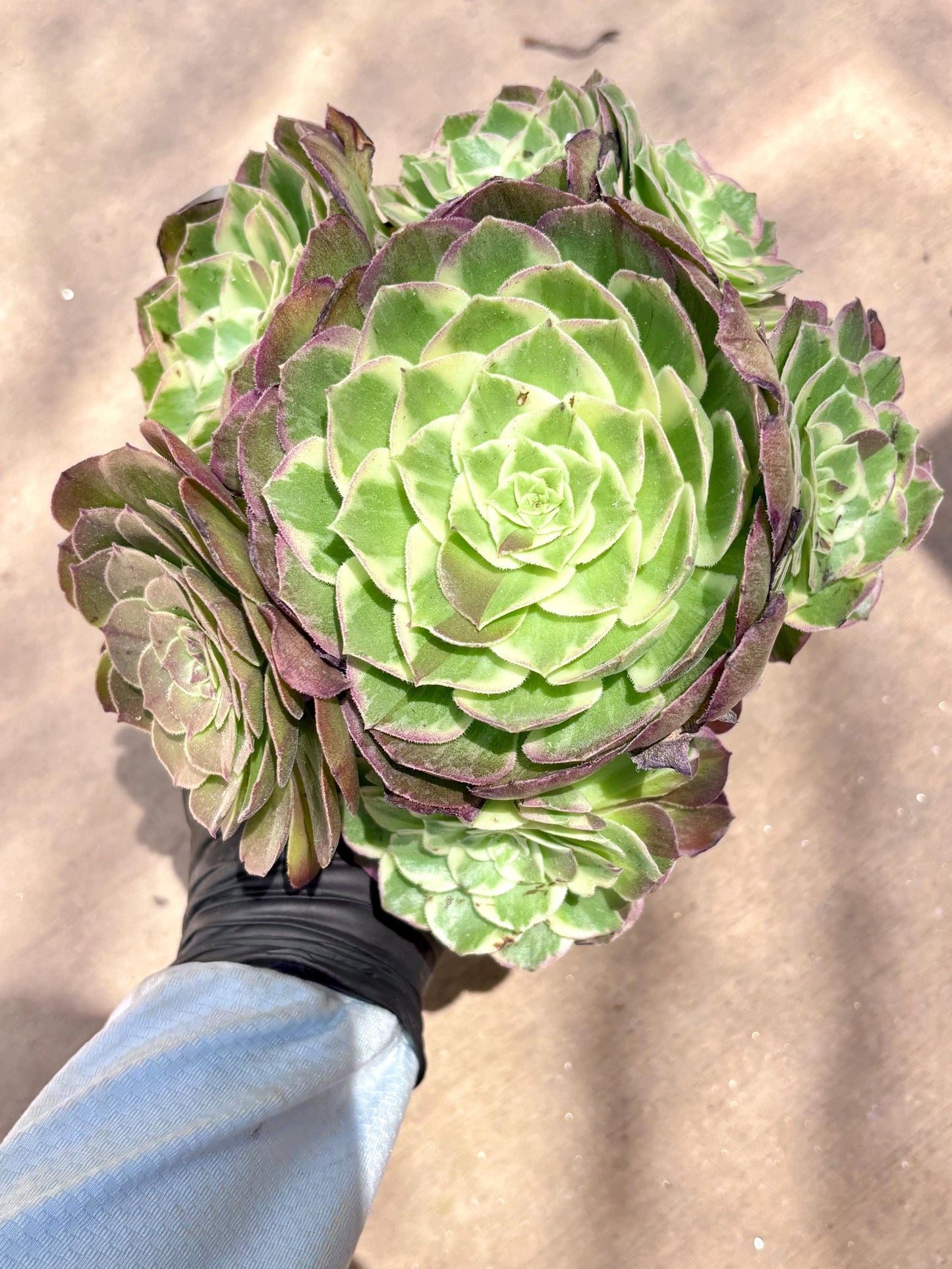 Aeonium Peach Variegated | Live Succulent Plant | Rare Imported Aeonium | Imported Plants