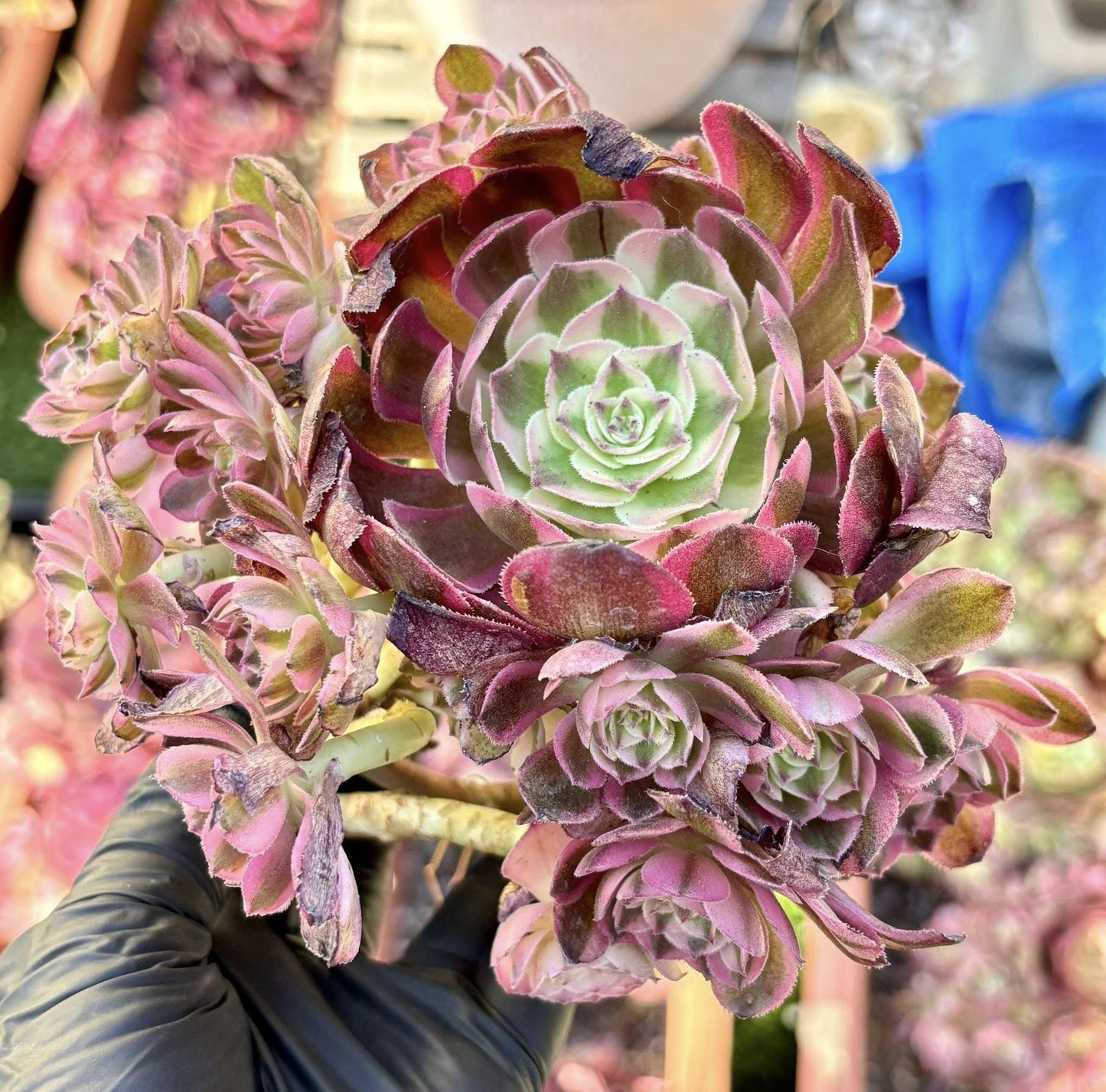 Aeonium Banshee Lollipop Teacup | Live Succulent Plant | Rare Imported Aeonium | Imported Plants