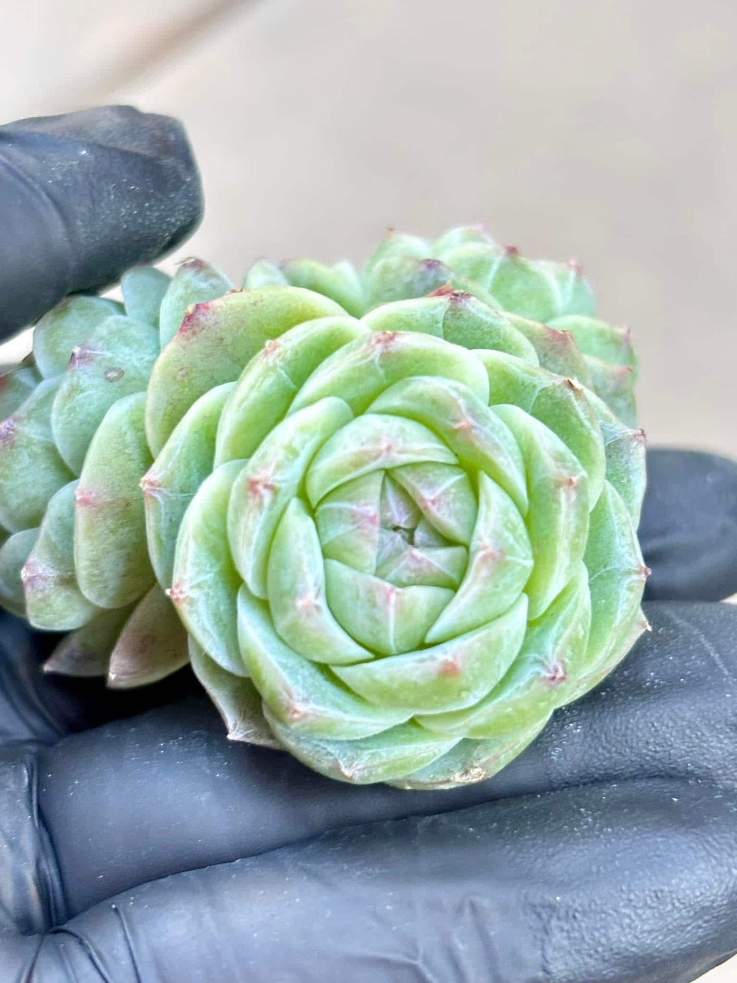 Echeveria Ocean Mystery | Live Succulent Plant | Korean Succulent | Rare Imported Echeveria | Imported Plants