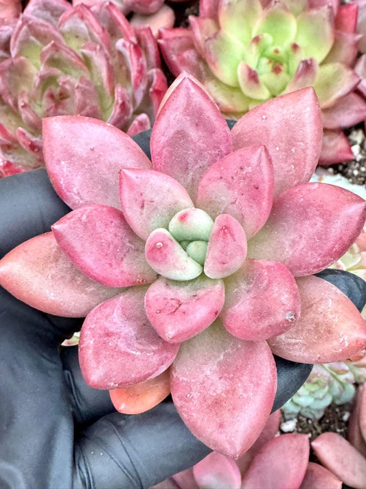 Echeveria Ruby Donna | Live Succulent Plant | Korean Succulent | Variegated Echeveria | Imported Plants | Echeveria Clusters