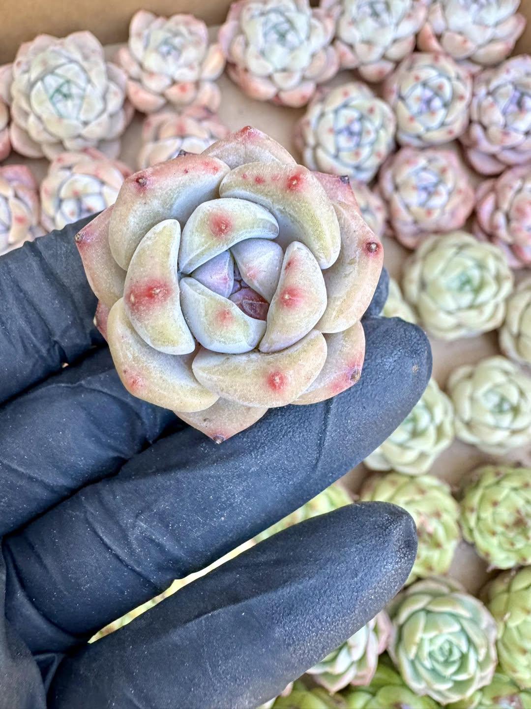 Echeveria Lemon Tree | Rare Imported Succulent | Collector’s Succulent