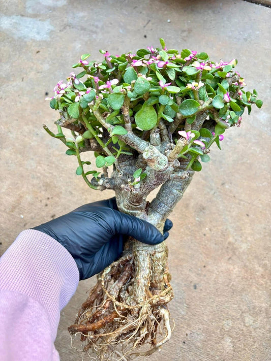 Portucalaria Candy Jade | Live Succulent Plant | Korean Succulent | Rare Imported Echeveria | Imported Plants