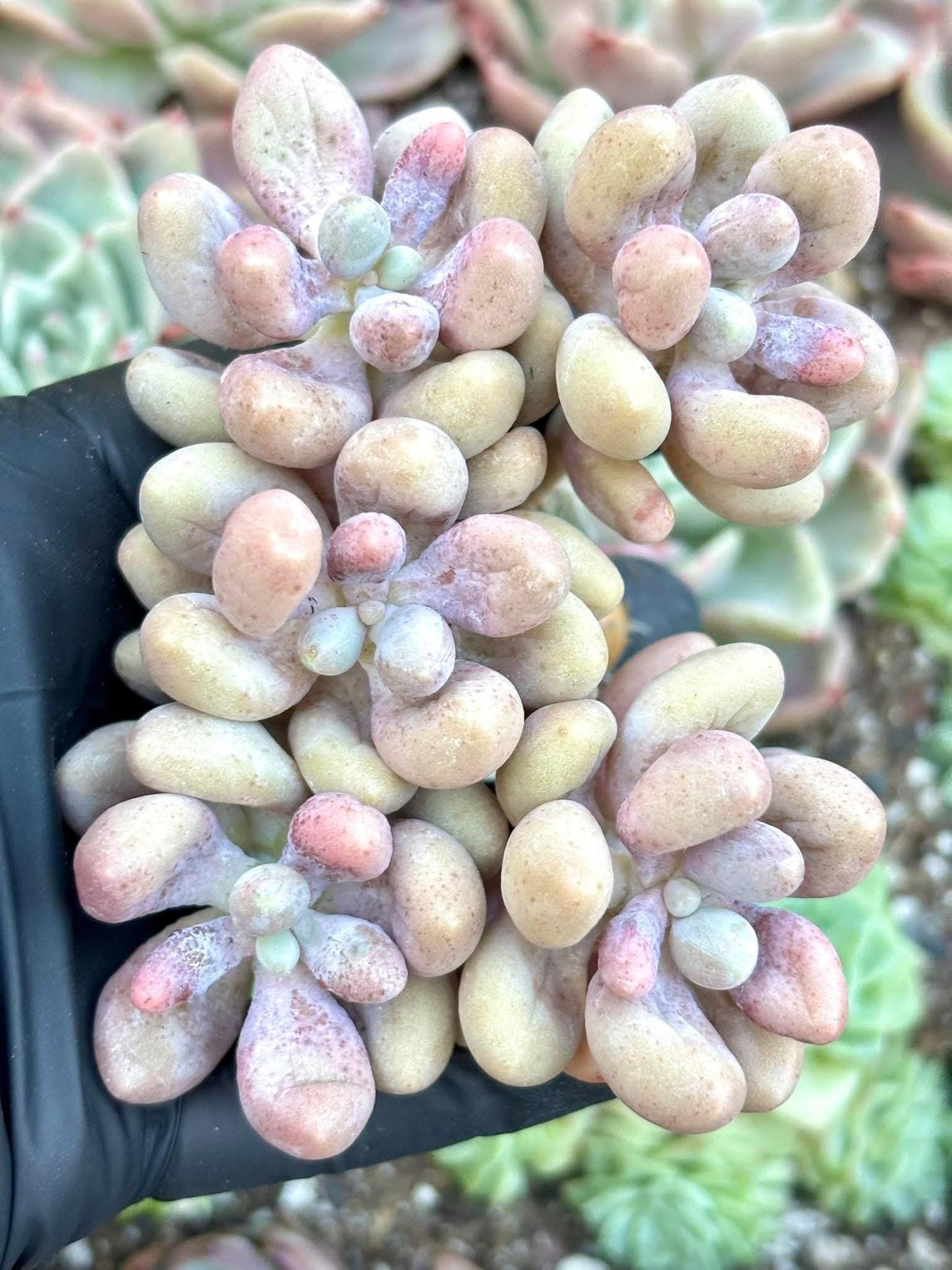 Echeveria Egg Beauty | Live Succulent Plant | Imported Plants | Imported Echeveria