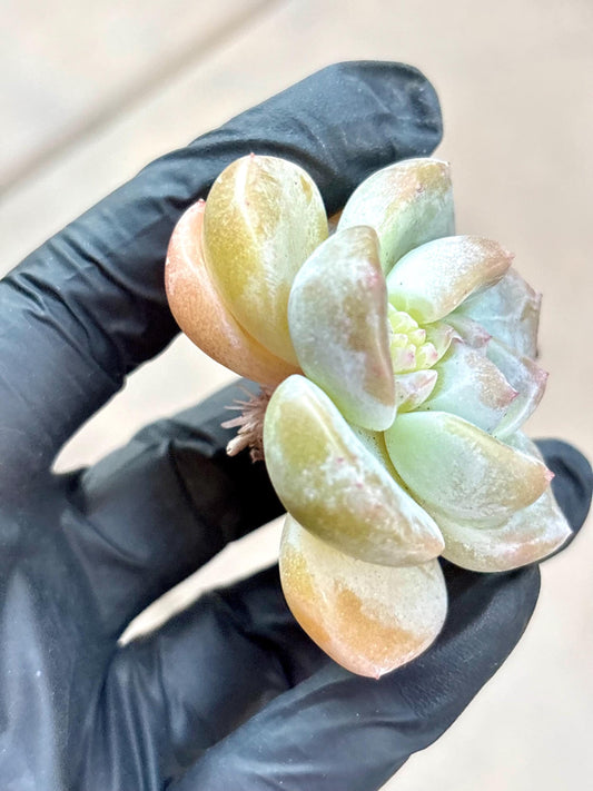 Echeveria Eve Snow | Live Succulent Plant | Korean Succulent | Variegated Echeveria | Imported Plants