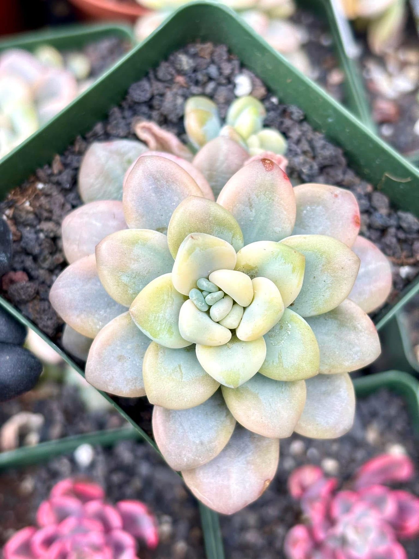 Echeveria Luoshen Variegated | Live Succulent Plant | Korean Succulent | Variegated Echeveria | Imported Plants