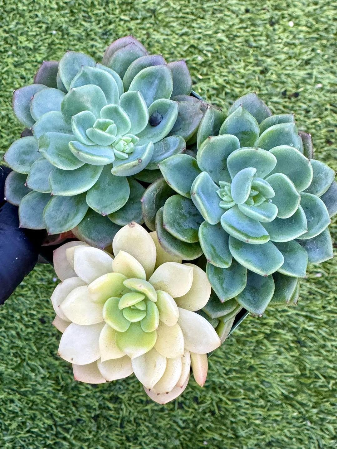 Echeveria Fanta Var | Rare Imported Succulent | Collector’s Succulent