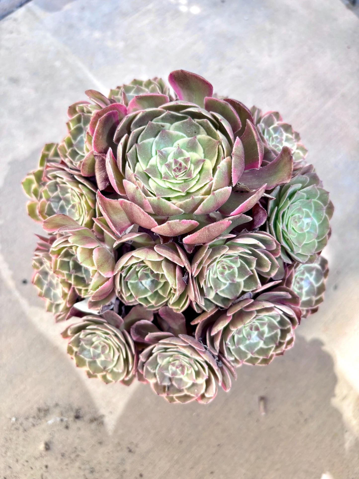 Aeonium Pink Flower Demon Variegated | Live Succulent Plant | Rare Imported Aeonium | Imported Plants