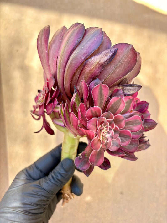 Aeonium Nuerhong Variegated | Live Succulent Plant | Korean Succulent | Rare Imported Aeonium | Imported Plants