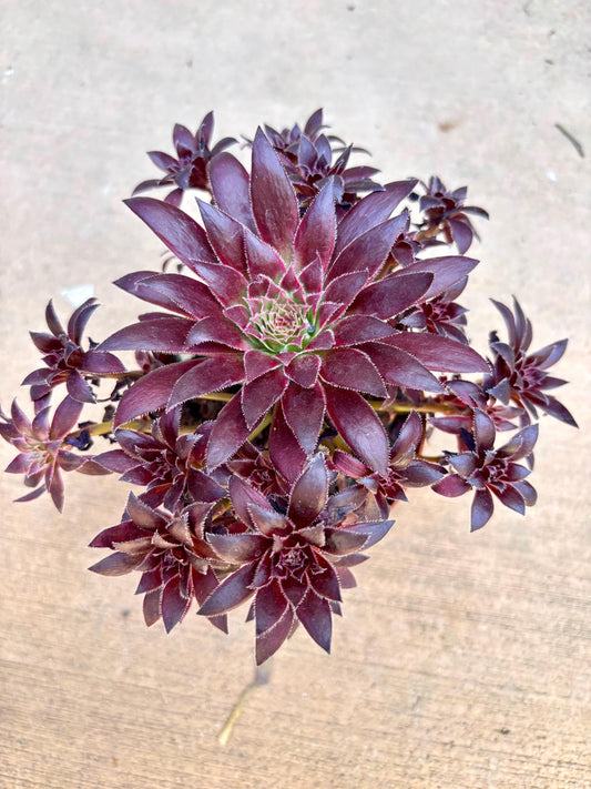 Aeonium Phoenix Variegated | Live Succulent Plant | Korean Succulent | Rare Imported Aeonium | Imported Plants