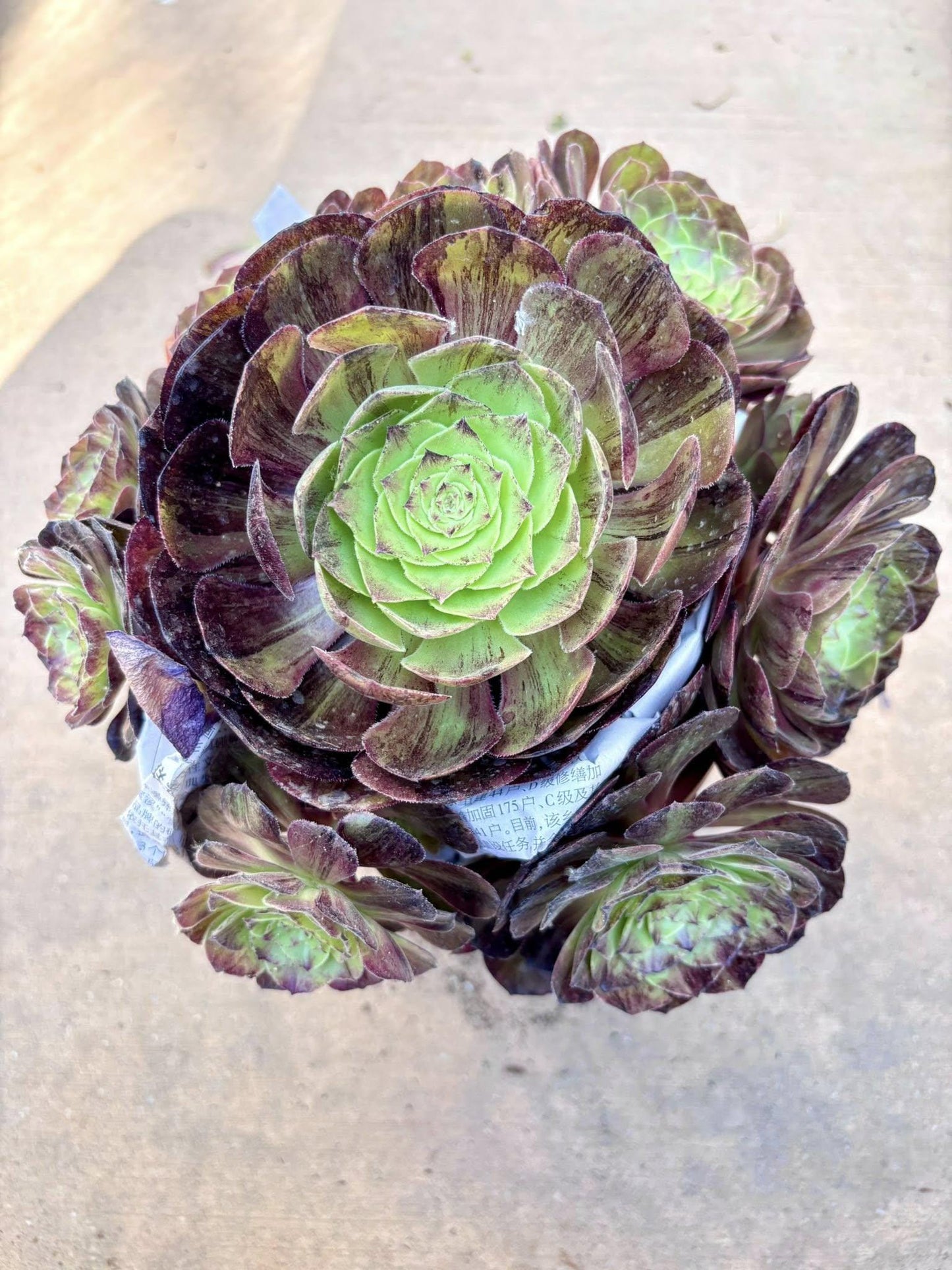 Aeonium Black Evil | Live Succulent Plant | Rare Imported Aeonium | Imported Plants