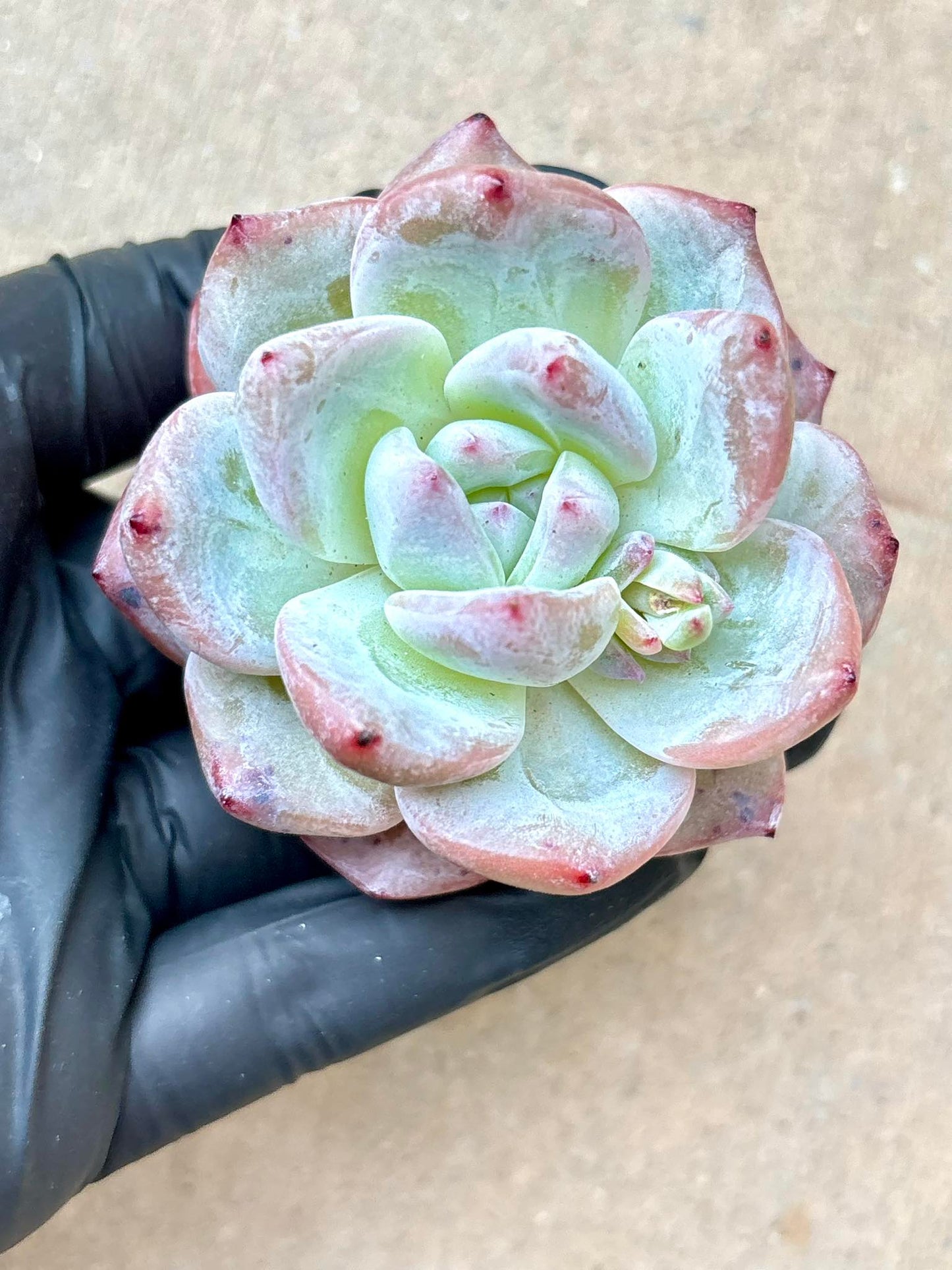 Echeveria Nova | Live Succulent Plant | Imported Plants | Imported Echeveria