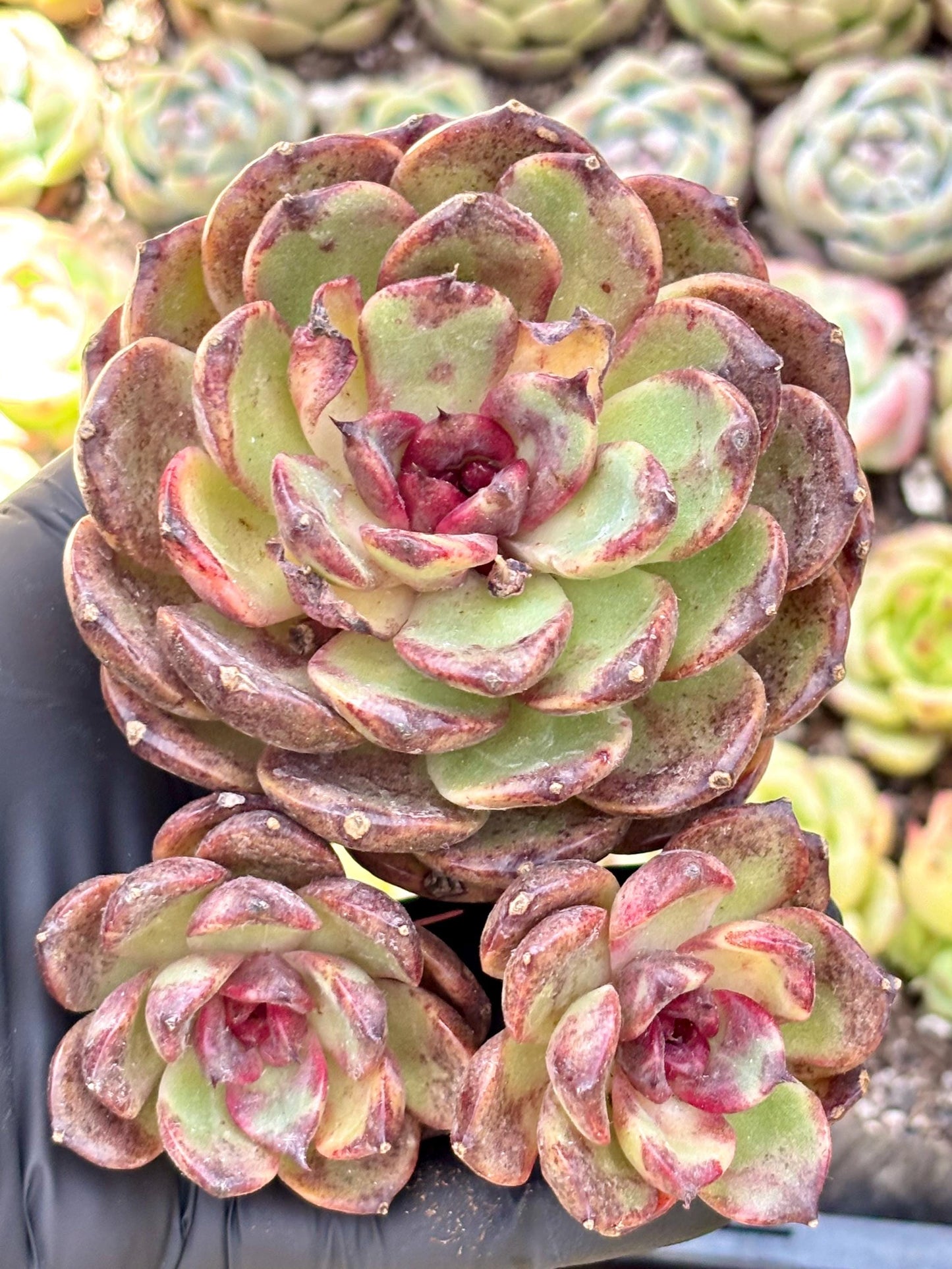 Echeveria Gargamel | Live Succulent Plant | Echeveria Cluster | Rare Imported Echeveria | Imported Plants