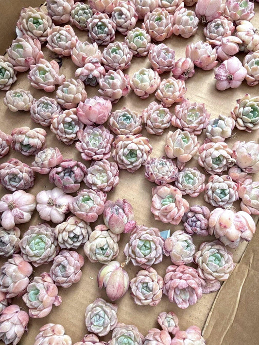 Echeveria Ice Spirit | Live Succulent Plant | Korean Succulent | Variegated Pachyveria | Imported Plants | Echeveria Clusters