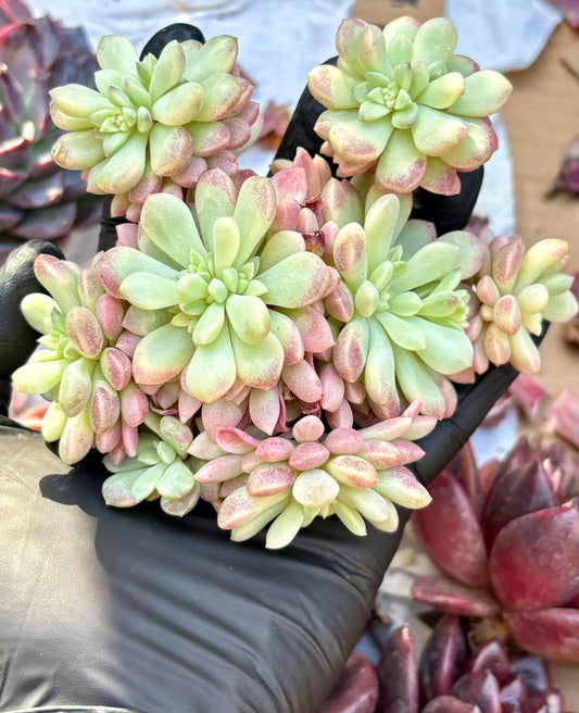 Echeveria Red Egg Variegated | Live Succulent Plant | Korean Succulent | Rare Imported Echeveria | Imported Plants