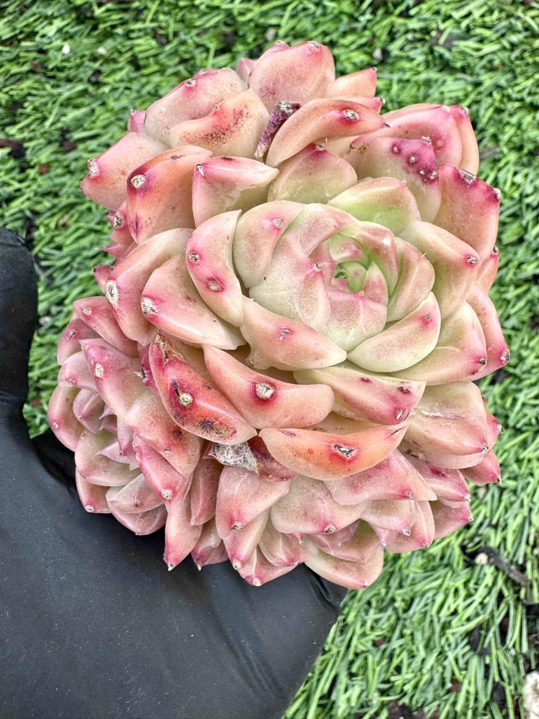 Echeveria Scarlet Peony | Live Succulent Plant | Korean Succulent | Rare Imported Echeveria | Imported Plants