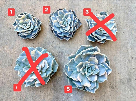 Echeveria Lilacina Variegated | Live Succulent Plant | Korean Succulent | Rare Imported Echeveria | Imported Plants