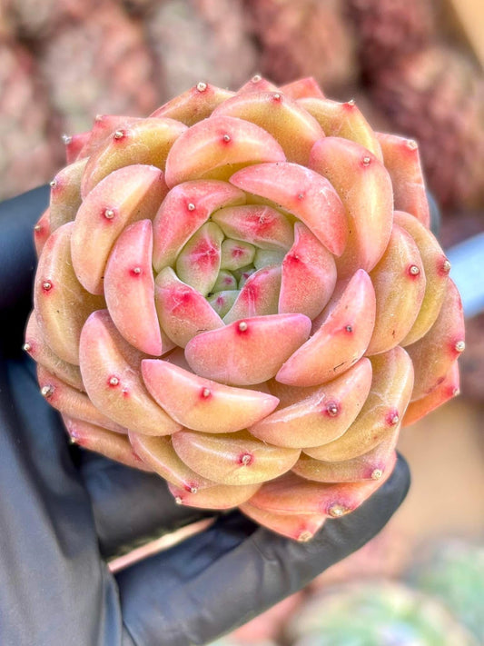 Echeveria Fallen Angels | Live Succulent Plant | Korean Succulent | Rare Imported Echeveria | Imported Plants