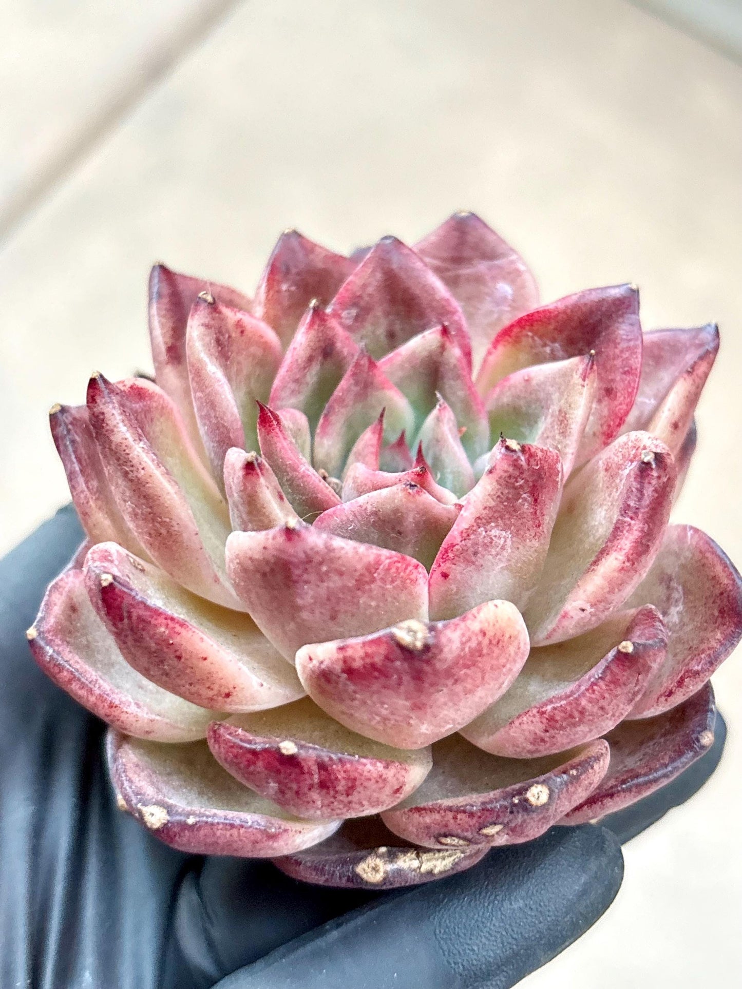 Echeveria Prada | Live Succulent Plant | Imported Plants | Imported Echeveria