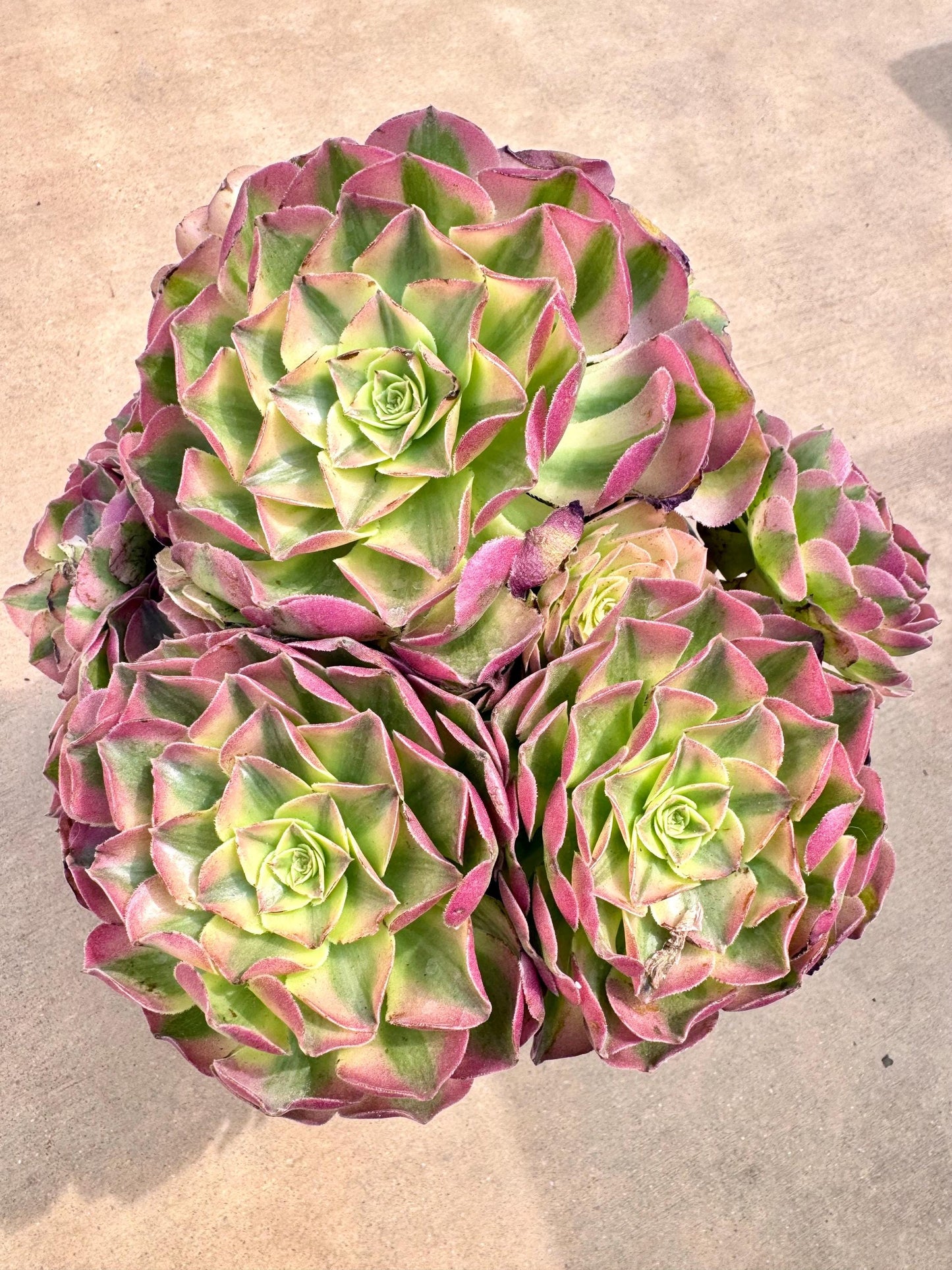 Aeonium Samsara Variegated | Live Succulent Plant | Rare Imported Aeonium | Imported Plants