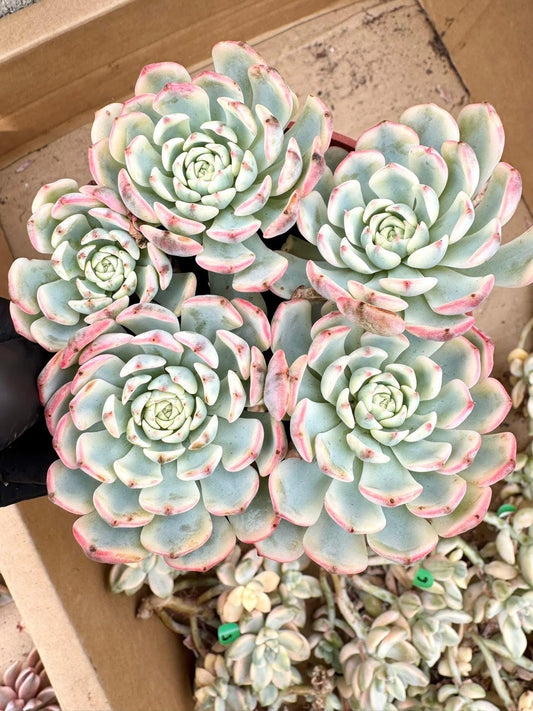 Echeveria Blue Minima Variegated | Live Succulent Plant | Korean Succulent | Variegated Echeveria | Imported Plants