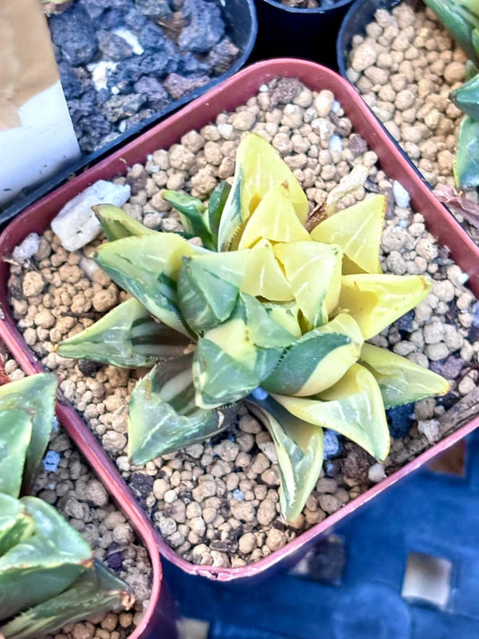 Haworthia Heidelbergensis Variegated | Live Succulent Plant | Korean Succulent | Rare Imported Echeveria | Imported Plants