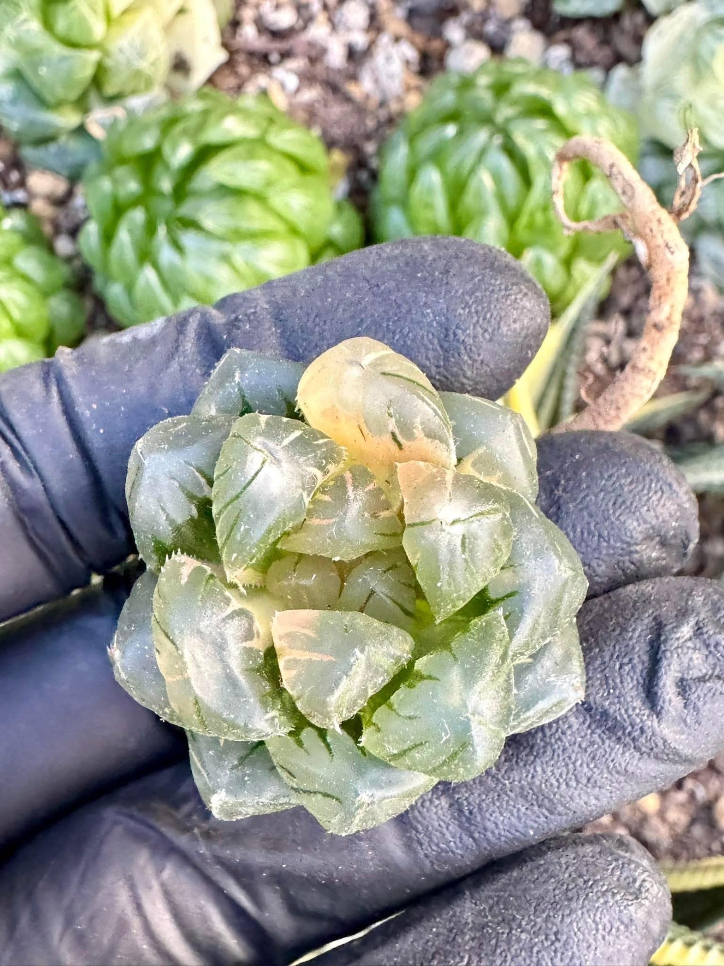 Haworthia Moon Water Variegated | Live Succulent Plant | Korean Succulent | Rare Imported Haworthia | Imported Plants