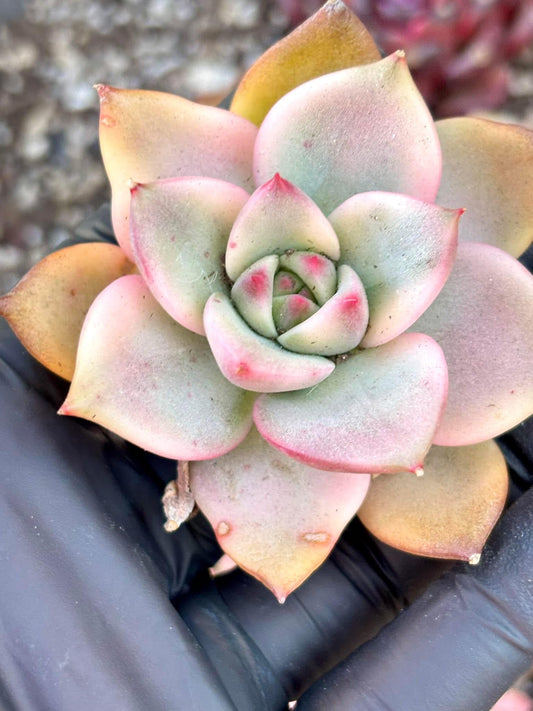 Echeveria Chimera Variegated | Live Succulent Plant | Korean Succulent | Rare Imported Echeveria | Imported Plants