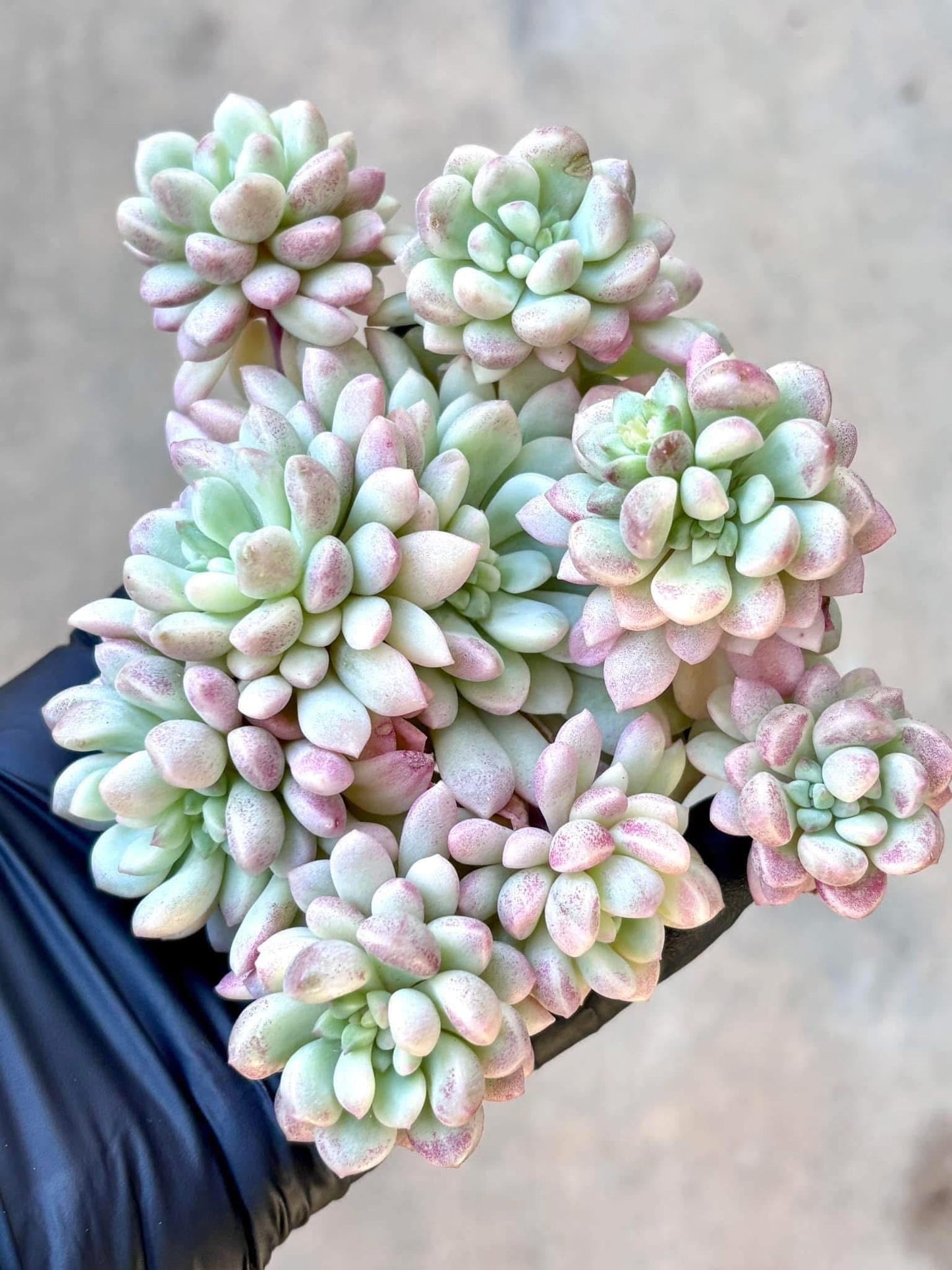 Echeveria Red Egg Variegated | Live Succulent Plant | Korean Succulent | Rare Imported Echeveria | Imported Plants