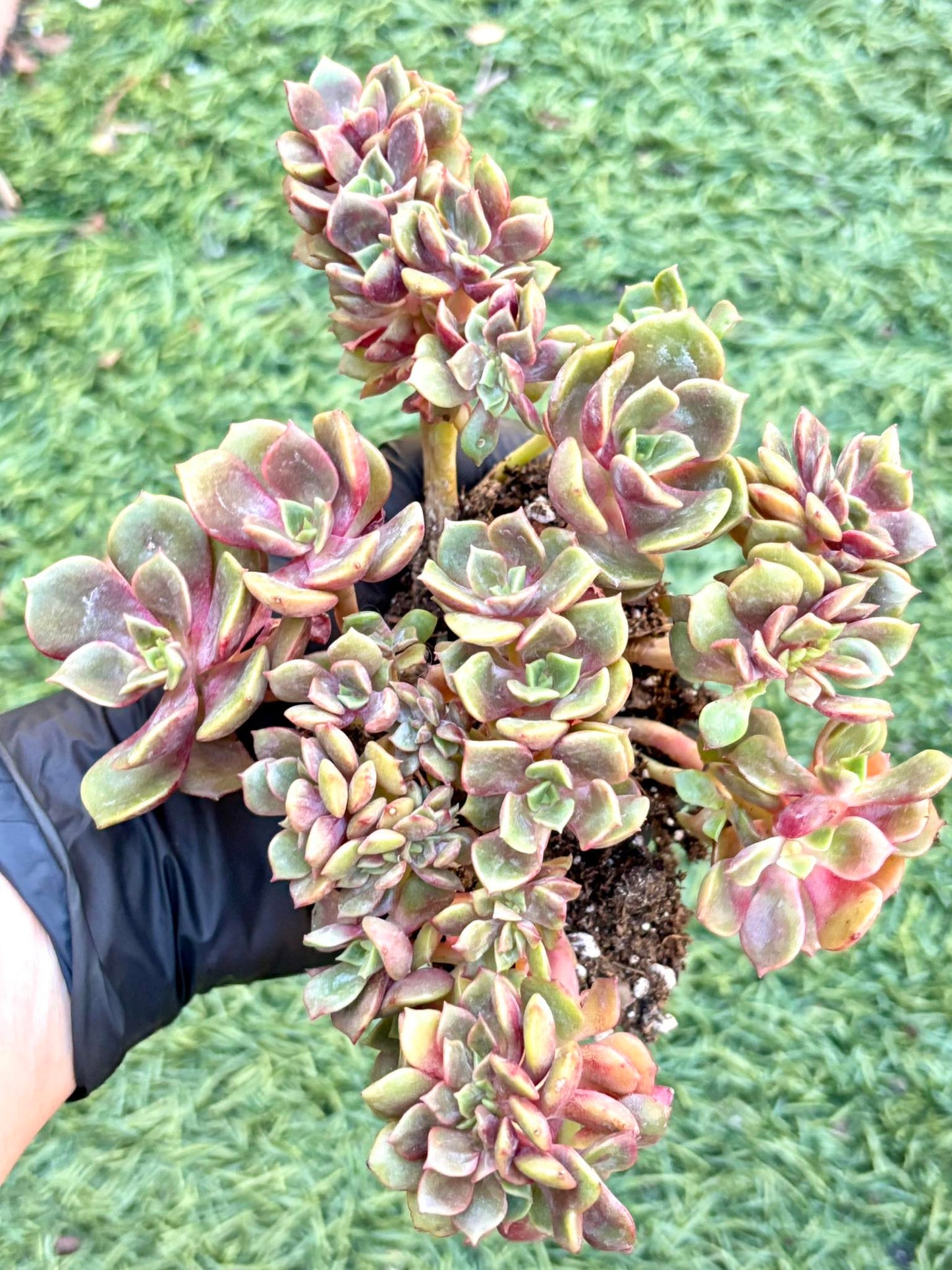 Echeveria Dahongpao Live Succulent Plant | Korean Succulent | Rare Imported Echeveria | Imported Plants