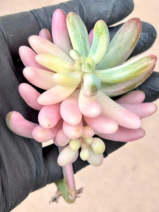 Sedum Pachyphylumm Rose Variegated | Live Succulent Plant | Korean Succulent | Rare Imported Echeveria | Imported Plants