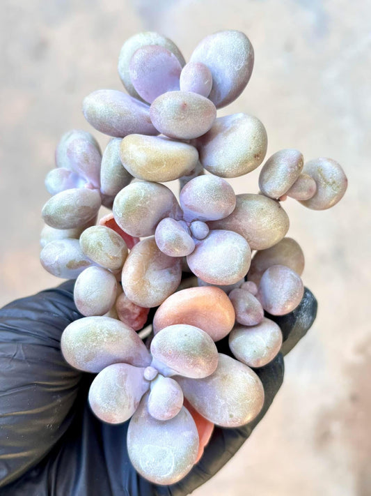 Graptopetalum Amethystinum Purple Moonstone | Live Succulent Plant | Echeveria Cluster | Rare Imported Echeveria | Imported Plants