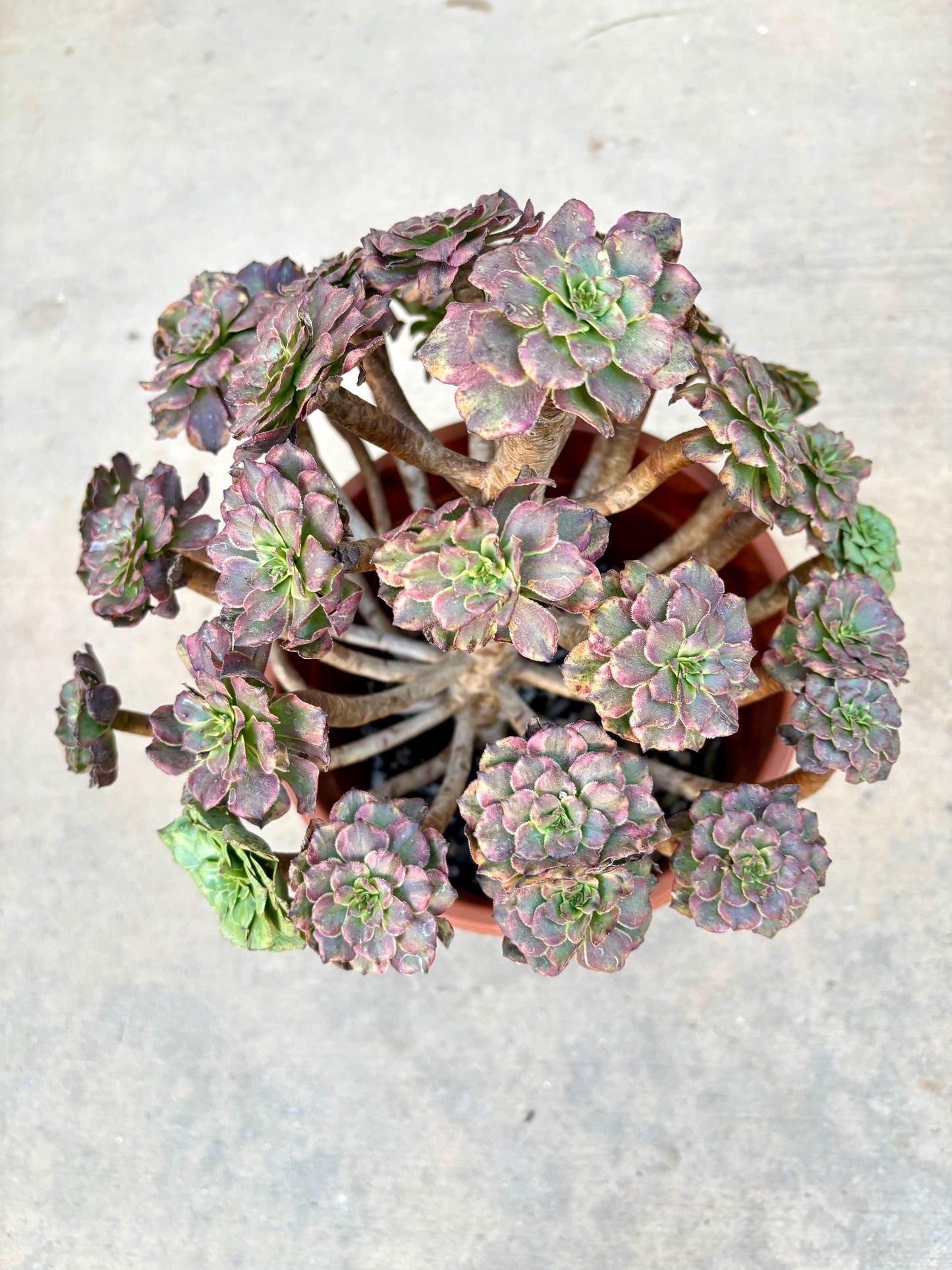 Aeonium Pearl Blossom Variegated | Live Succulent Plant | Rare Imported Aeonium | Imported Plants