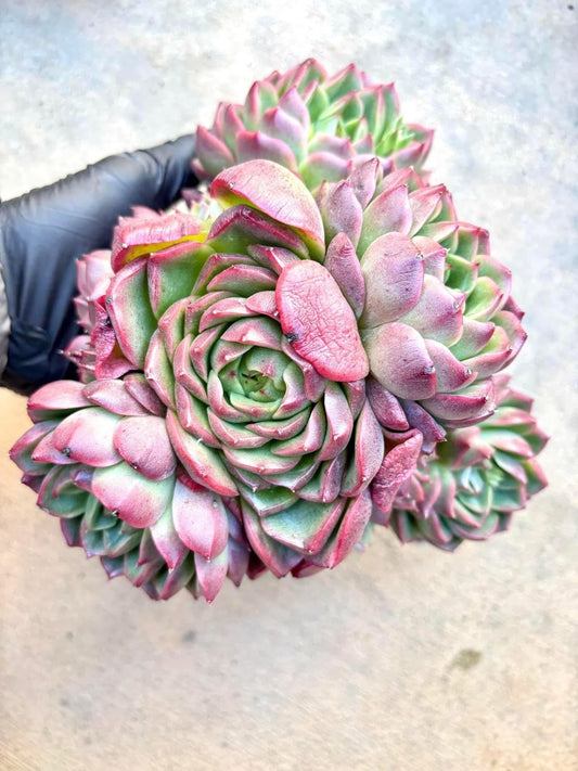 Echeveria Raw Lime | Live Succulent Plant | Echeveria Cluster | Rare Imported Echeveria | Imported Plants