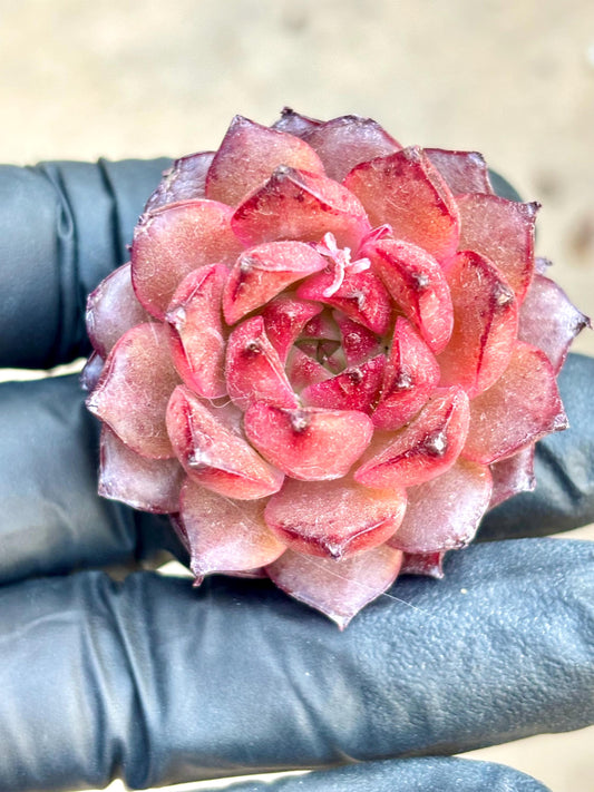 Echeveria Playful | Live Succulent Plant | Korean Succulent | Rare Imported Echeveria | Imported Plants