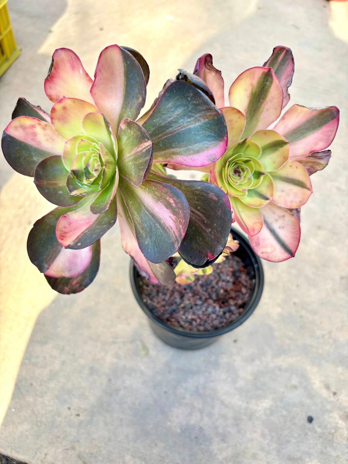 Aeonium Candy Cannonball Variegated | Live Succulent Plant | Korean Succulent | Rare Imported Aeonium | Imported Plants