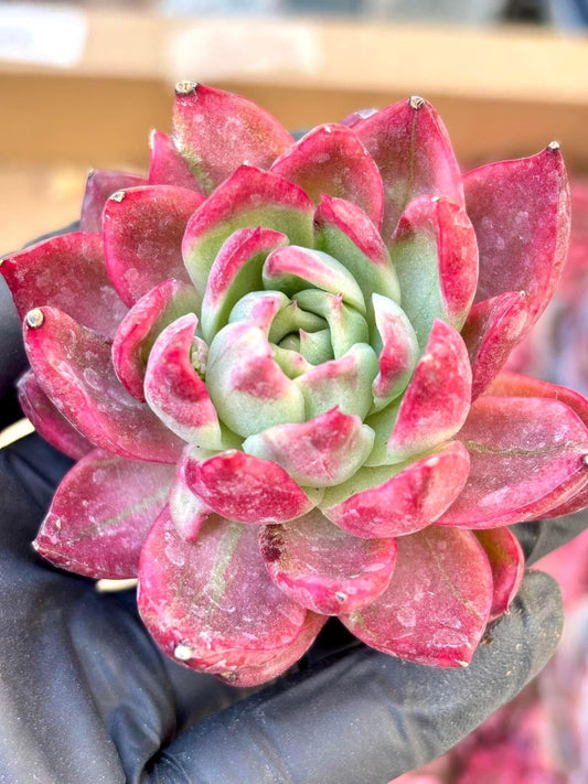 Echeveria Crystal Jenny Variegated | Live Succulent Plant | Korean Succulent | Rare Imported Echeveria | Imported Plants