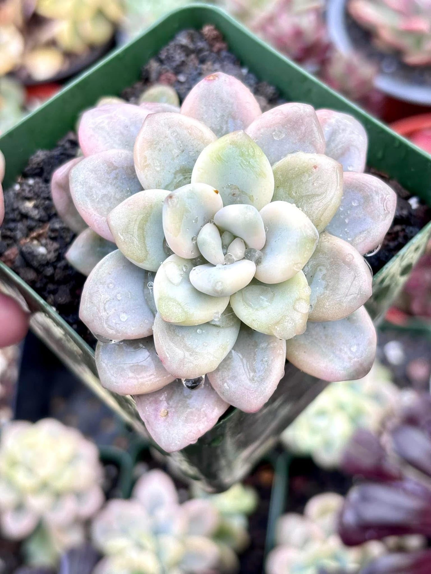 Echeveria Luoshen Variegated | Live Succulent Plant | Korean Succulent | Variegated Echeveria | Imported Plants