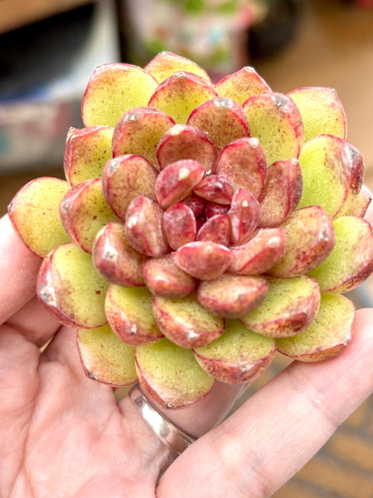 Echeveria Crete | Live Succulent Plant | Imported Plants | Imported Echeveria
