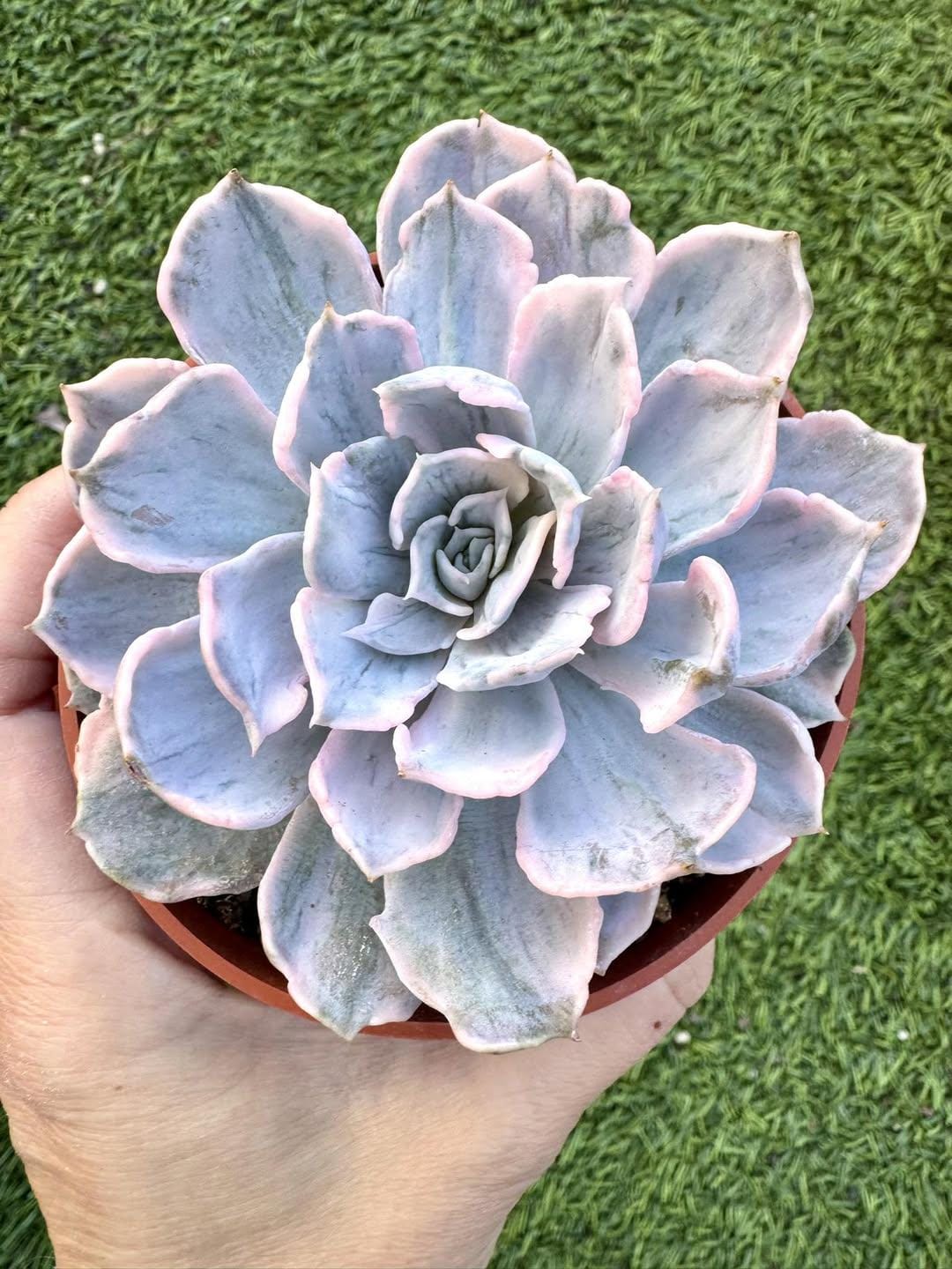 Echeveria Lilacina Variegated | Rare Imported Succulent | Collector’s Succulent
