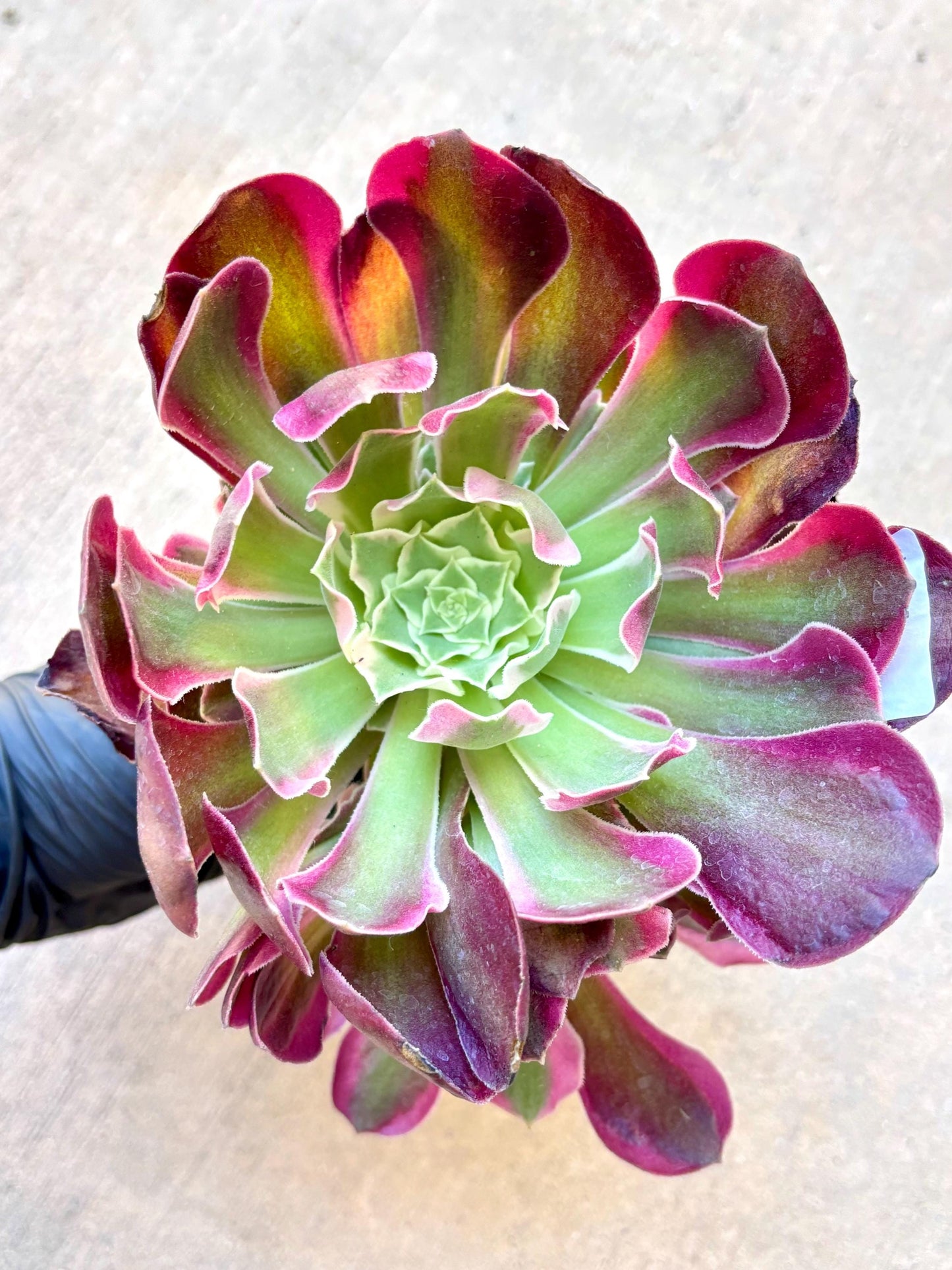 Aeonium Night Luosha Variegated | Live Succulent Plant | Korean Succulent | Rare Imported Aeonium | Imported Plants